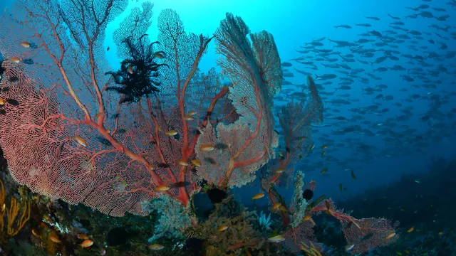 Paradise Resort and Dive Center photo 3