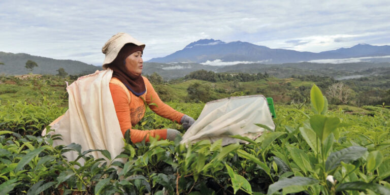Desa Tea Sdn Bhd is Halal Certified by JAKIM Malaysia