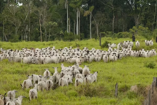 Cattle on land cleared in the Jamanxim National Forest in 2020.